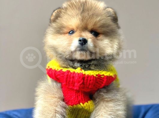 Safkan Pomeranian Boo Yavrularımız görsel