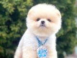 Safkan Pomeranian Boo Yavrularımız