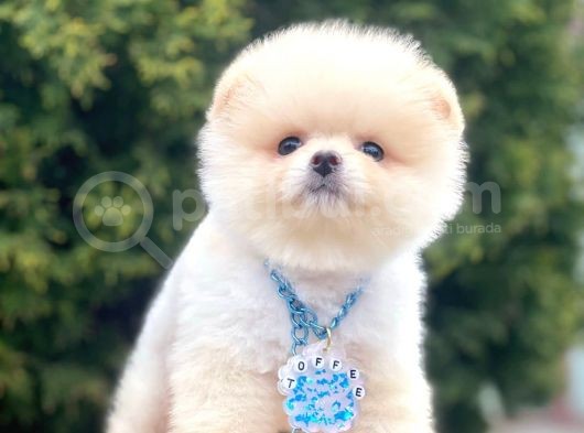 Safkan Pomeranian Boo Yavrularımız görsel
