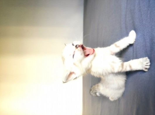 Secereli British Shorthair Yavrular görsel