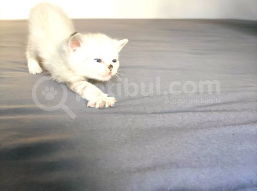 Secereli British Shorthair Yavrular