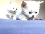 Secereli British Shorthair Yavrular
