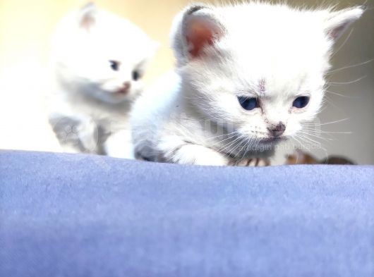 Secereli British Shorthair Yavrular görsel