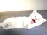 Secereli British Shorthair Yavrular