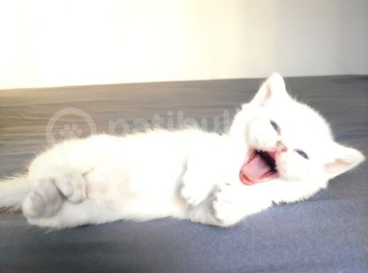 Secereli British Shorthair Yavrular görsel