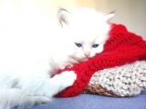Secereli British Shorthair Yavrular