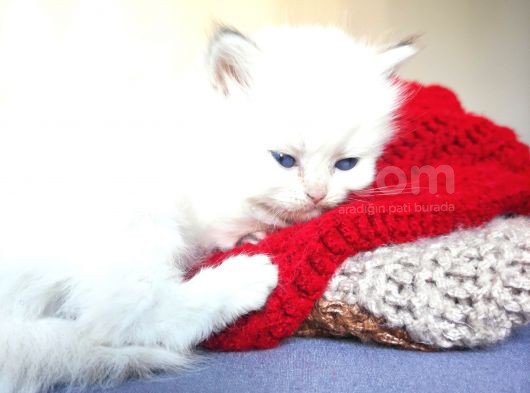Secereli British Shorthair Yavrular görsel