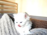 Secereli British Shorthair Yavrular