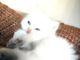 Secereli British Shorthair Yavrular