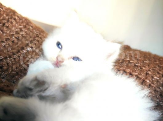 Secereli British Shorthair Yavrular görsel