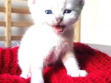 Secereli British Shorthair Yavrular