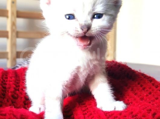Secereli British Shorthair Yavrular görsel