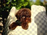 Toy Poodle Yavrularımız