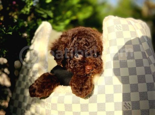 Toy Poodle Yavrularımız görsel