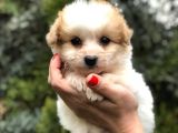 Latte Renk F2 Maltipoo