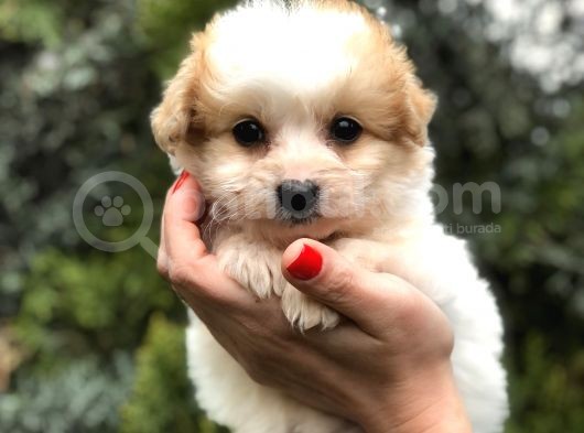 Latte Renk F2 Maltipoo