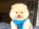 Mini Boy Orjinal Pomeranian Boo Yavrumuz