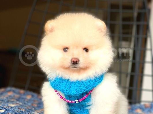 Mini Boy Orjinal Pomeranian Boo Yavrumuz görsel