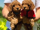 Toy poodle ırk ve saglık garantili