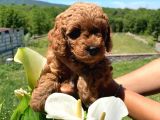 Orji̇nal Safkan Red Toy Poodle