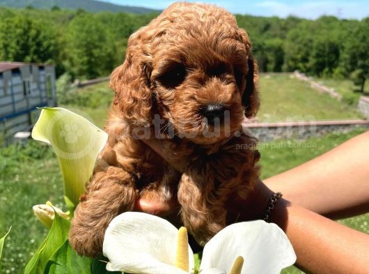Orji̇nal Safkan Red Toy Poodle görsel