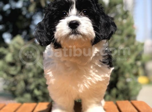 Dizayn Irk Morkie Yavrumuz görsel