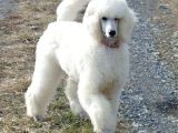 Standart(Dev) Poodle Yavrular