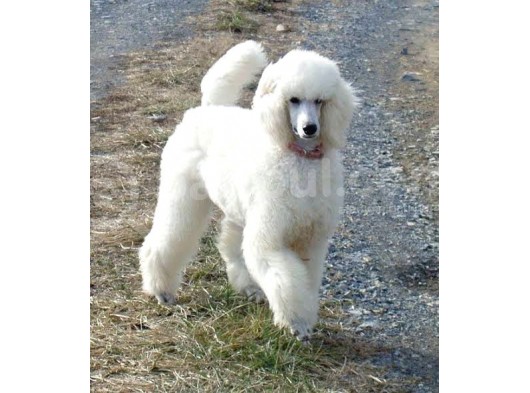 Standart(Dev) Poodle Yavrular görsel
