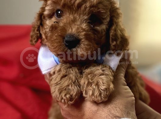Anne Altindan Red Toy Poodle görsel