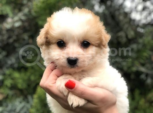 Latte Renk F2 Maltipoo görsel