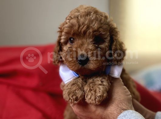 Anne Altindan Red Toy Poodle