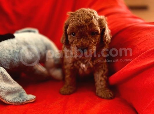 Safkan Red Toy Poodle
