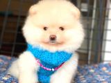 Mini Boy Orjinal Pomeranian Boo Yavrumuz