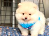 Mini Boy Orjinal Pomeranian Boo Yavrumuz