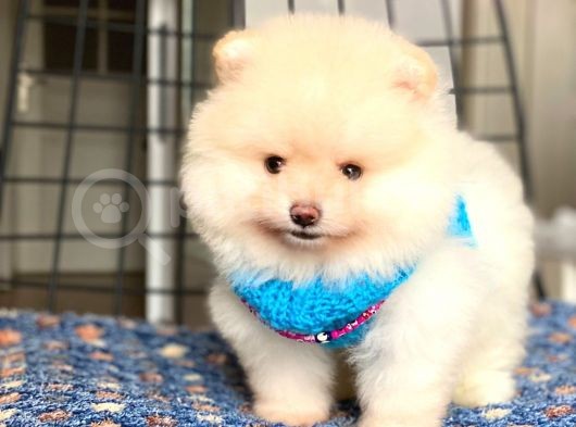 Mini Boy Orjinal Pomeranian Boo Yavrumuz görsel