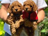 Toy Poodle Irk Ve Saglık Garantili