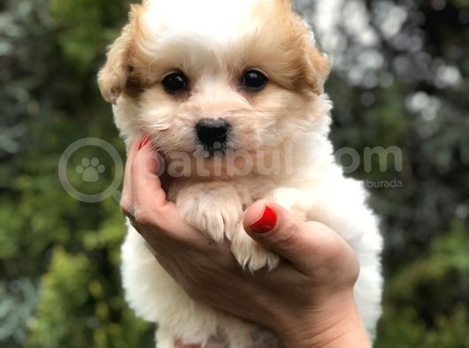 Latte Renk F2 Maltipoo görsel