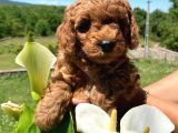 Orji̇nal Safkan Red Toy Poodle