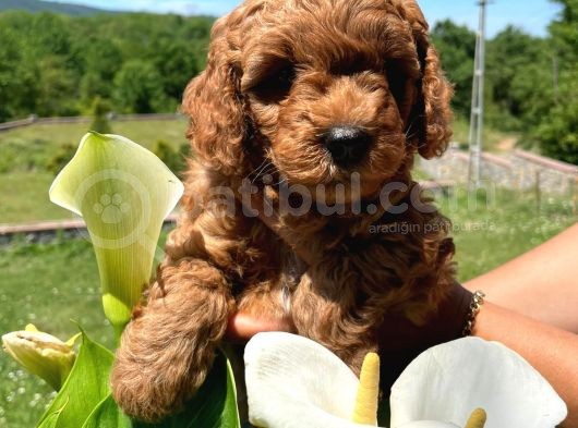 Orji̇nal Safkan Red Toy Poodle görsel
