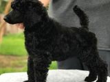 Standart(Dev) Poodle Yavrular