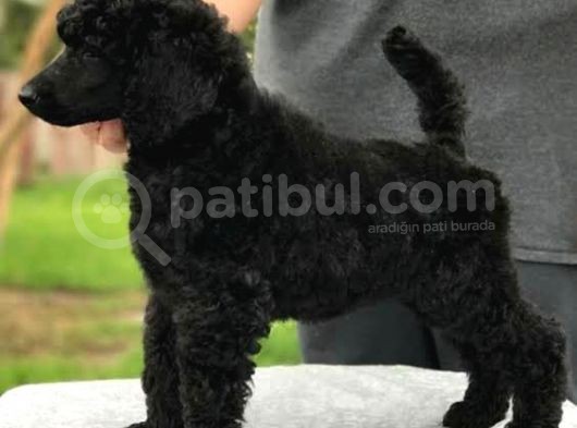 Standart(Dev) Poodle Yavrular görsel