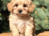 Görenleri Kendine Hayran Bırakan Maltıpoo