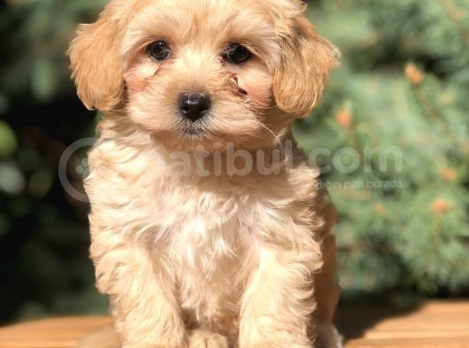 Görenleri Kendine Hayran Bırakan Maltıpoo görsel