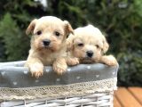 Xxs Maltıpoo Yavrularımız