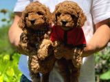 Toy Poodle Irk Ve Saglık Garantili