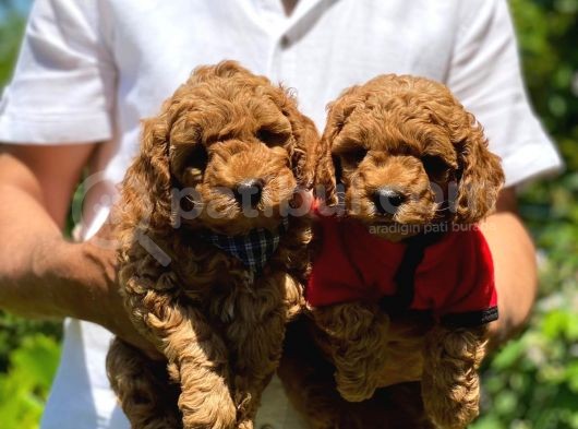 Toy Poodle Irk Ve Saglık Garantili görsel