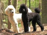 Standart(Dev) Poodle Yavrular