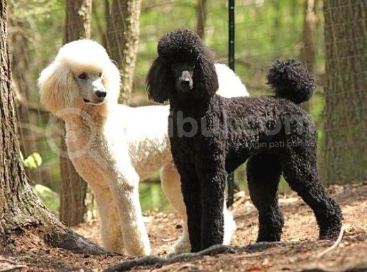 Standart(Dev) Poodle Yavrular