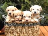 Xxs Maltıpoo Yavrularımız