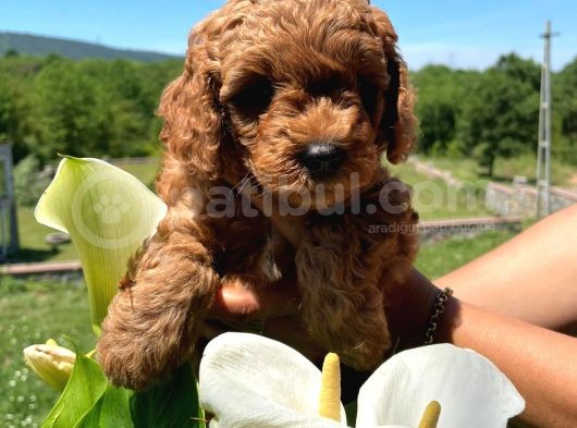 Orji̇nal Safkan Red Toy Poodle görsel